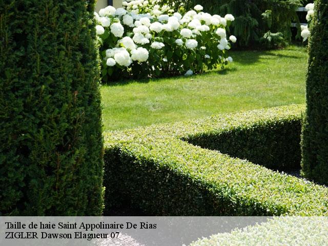 Taille de haie  saint-appolinaire-de-rias-07240 ZIGLER Dawson Elagueur 07