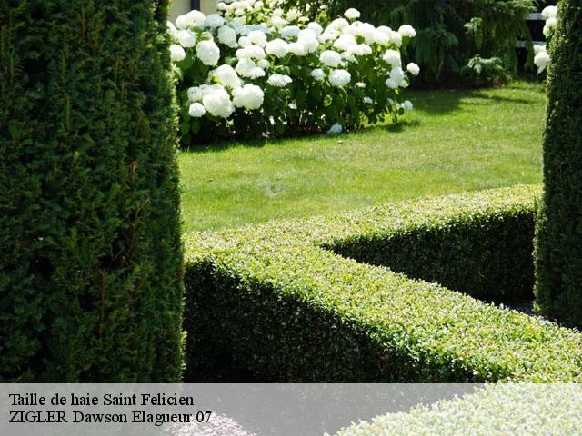 Taille de haie saint-felicien-07410 ZIGLER Dawson Elagueur 07